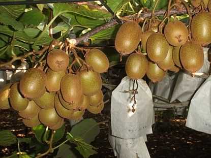 cultivar_kosui_orchard.jpg